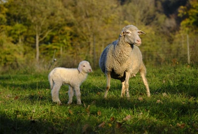 خرید گوسفنده زنده در اصفهان
